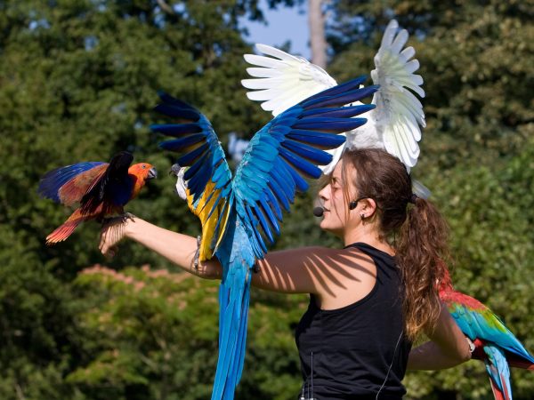 Branf&eacute;r&eacute;-Spectacle-doiseaux&copy;M-Cottereau