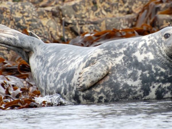 Farne_Grey_seal-e1561150137538-1024x512
