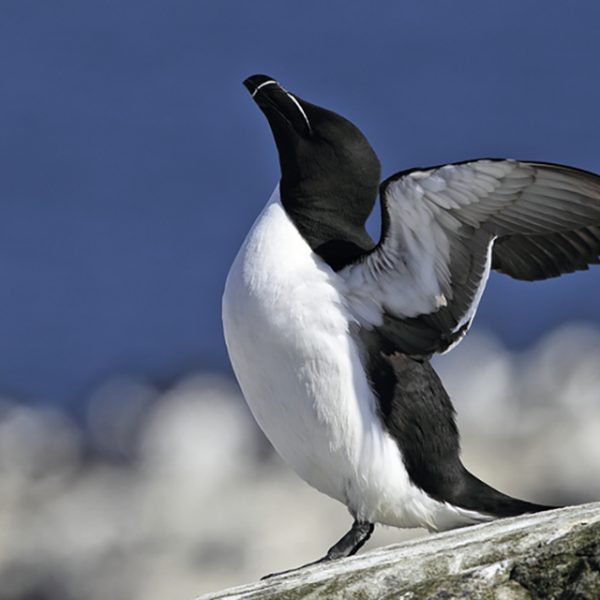 Pingouin_Torda_Bretagne_Magazine