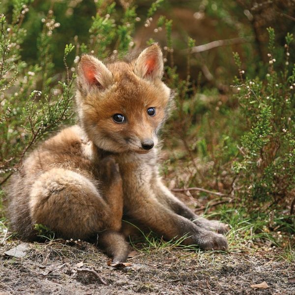 Renard