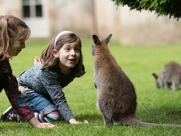 branf-c3-a9r-c3-a9-nourissage-wallabies-bd-c2-a9m-gross