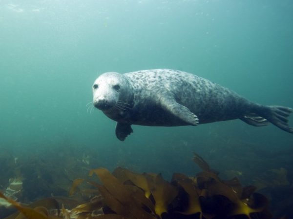gray-seal-farne-islands