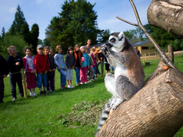 primates-animaux-liberte-branfere